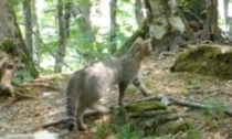 Alla scoperta del gatto selvatico nell'Appennino Ligure