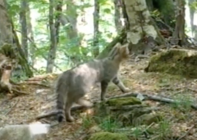 Alla scoperta del gatto selvatico nell’Appennino Ligure