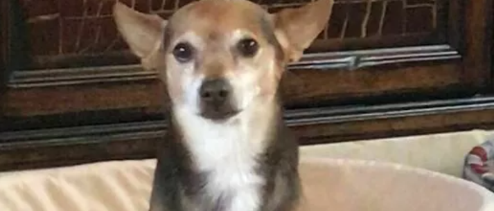 Rubano un auto e non si accorgono del cane, l’animale dalla Campania arriva ad Alessandria