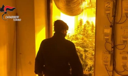 Torino: trovato casolare con 600 piante di cannabis coltivate