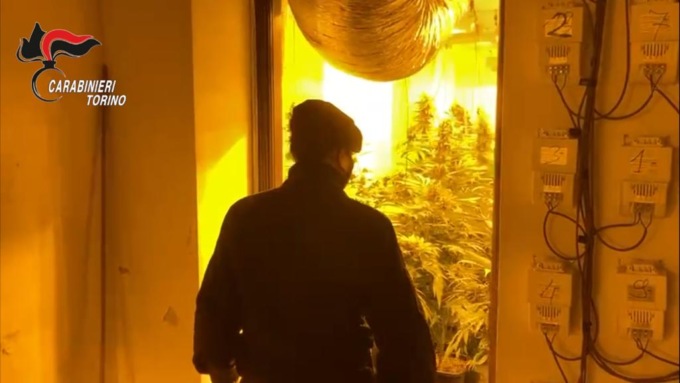 Torino: trovato casolare con 600 piante di cannabis coltivate