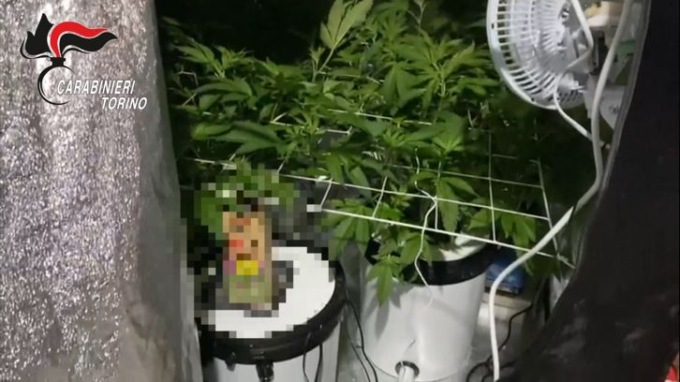 Torino, Carabinieri sequestrano cantina adibita a produzione di marijuana