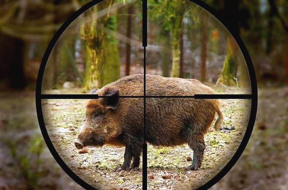 Malore fatale dopo aver ucciso un cinghiale, muore cacciatore a Murisengo