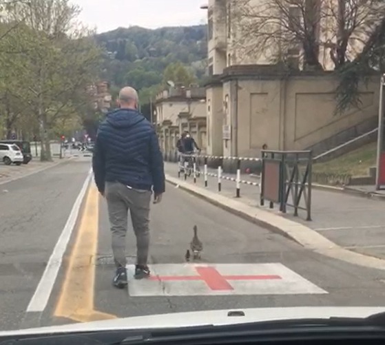 Torino: Polizia Municipale scorta anatra e piccolo fino al Po