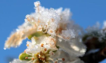 Un inizio primavera tra gelo, vento forte e siccità: gravi danni alle colture