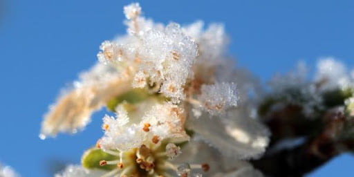 Un inizio primavera tra gelo, vento forte e siccità: gravi danni alle colture