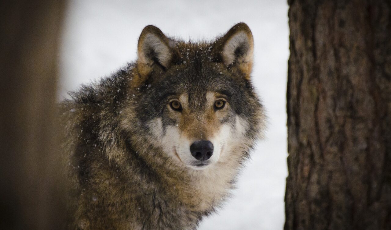 Sull’Appennino alessandrino vivono almeno dieci branchi di lupi