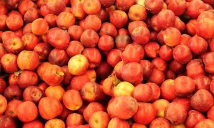 Gelo su campagne, Confagricoltura: "In Piemonte perso 50% produzione di pesche"