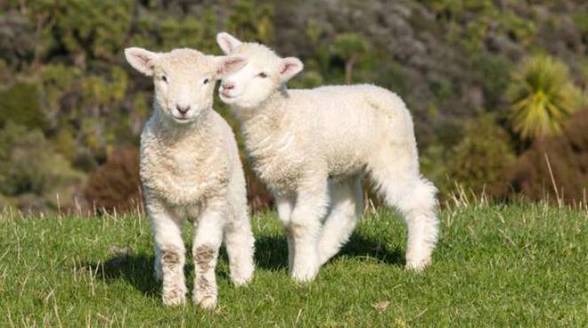 Continua la mattanza illegale degli agnelli per Pasqua