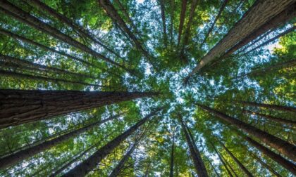 Un nuovo bosco a Tortona, accordo per la realizzazione tra il Comune e Arbolia