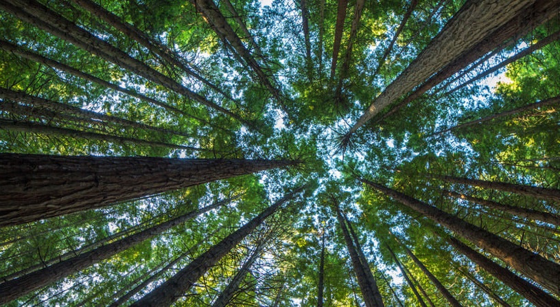 Un nuovo bosco a Tortona, accordo per la realizzazione tra il Comune e Arbolia