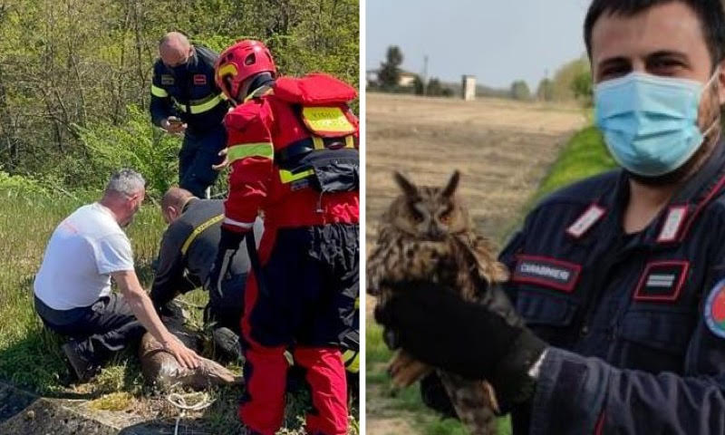 A Vercelli salvano di tutto, dai gufi ai caprioli