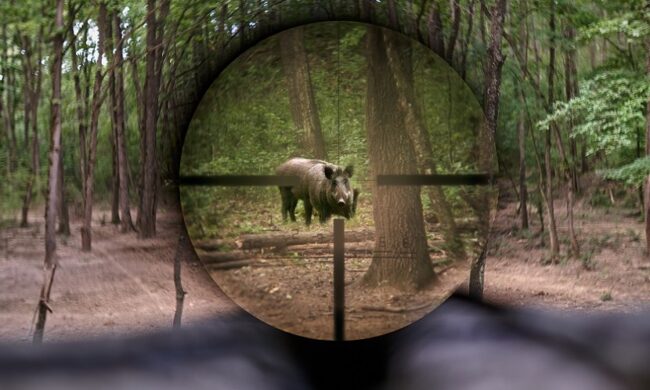 “Bisogna intervenire subito sul contenimento dei cinghiali invece di pensare a filiere carni”