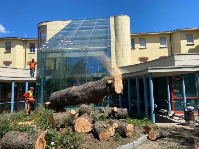 Tortona: abbattuto il cedro all’ingresso dell’ospedale, era ammalorato
