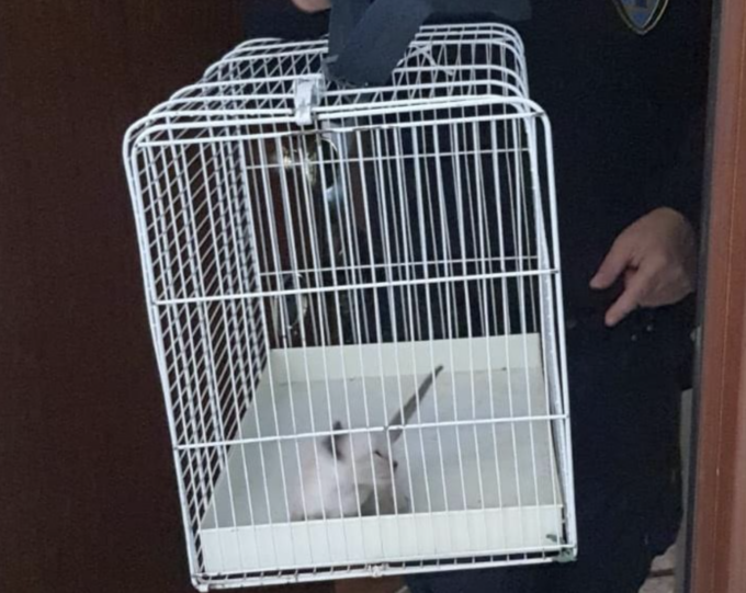 Torino: 42 gatti stipati in appartamento, denunciate le proprietarie