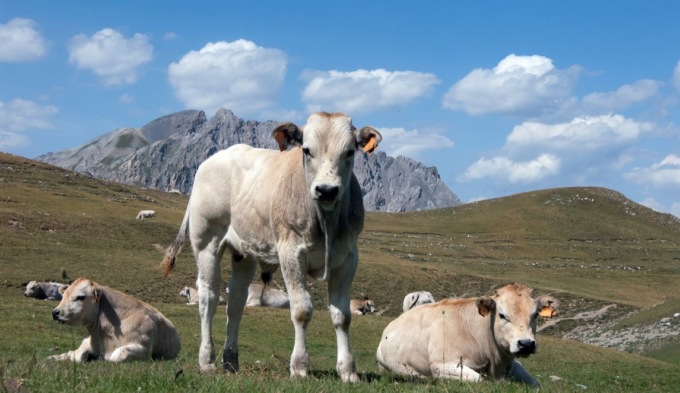Allevamenti bovini e carne rossa: il convegno Cia “Il dilemma della bistecca” fa chiarezza attraverso dati scientifici