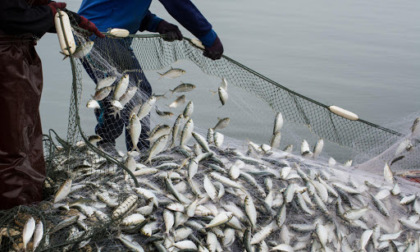 Alleanza Pesca organizza una mobilitazione a sostegno dei lavoratori del settore