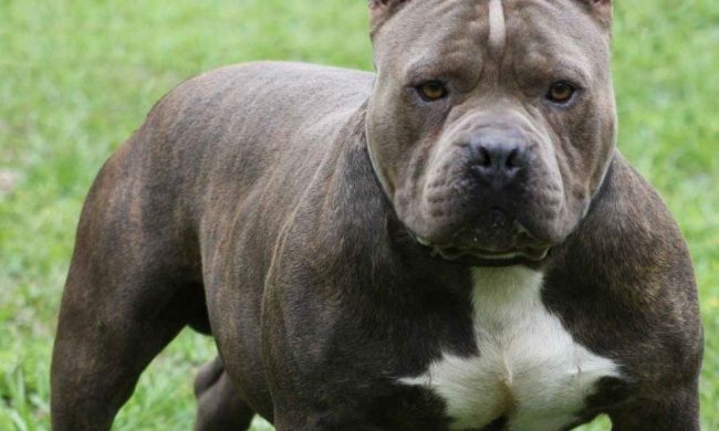 Pitbull dell’unità cinofila stacca a morsi il piede di un agente penitenziario