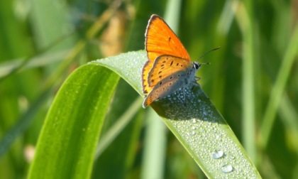 Non solo lupi. Buone notizie e nuove scoperte dai monitoraggi di tante altre specie