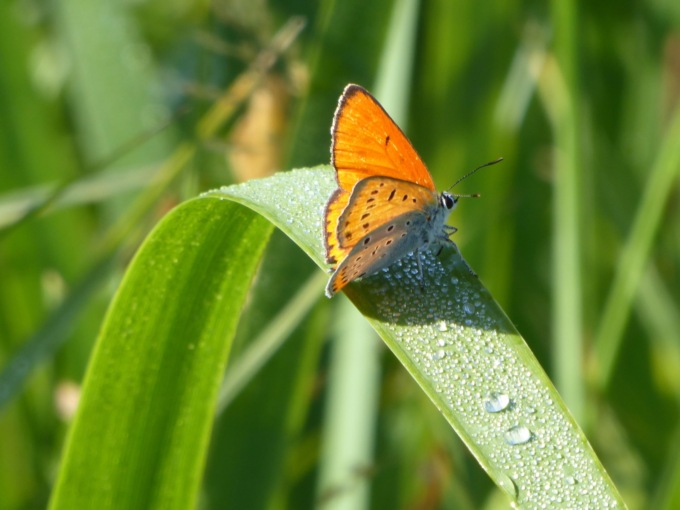Non solo lupi. Buone notizie e nuove scoperte dai monitoraggi di tante altre specie