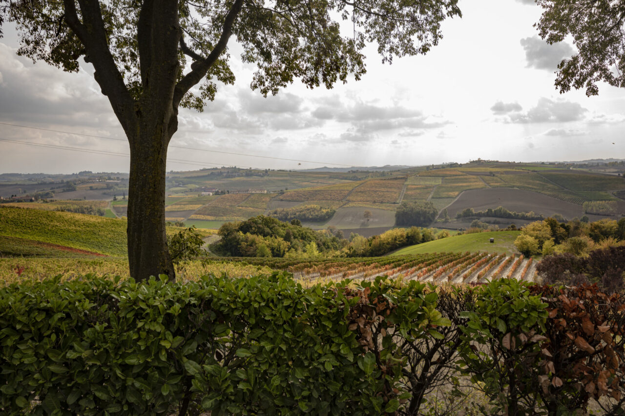 Acqui Terme, Casale e Ovada insieme nel progetto “Strada del Vino GranMonferrato”