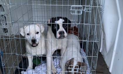 AAA Cercasi nuovi amici: l'appello per adottare 65 cani ritrovati nell'Alessandrino