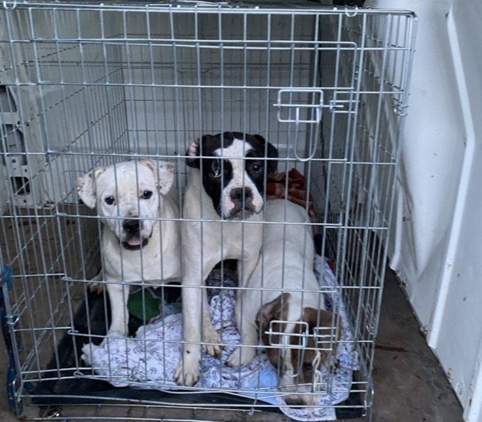 AAA Cercasi nuovi amici: l’appello per adottare 65 cani ritrovati nell’Alessandrino