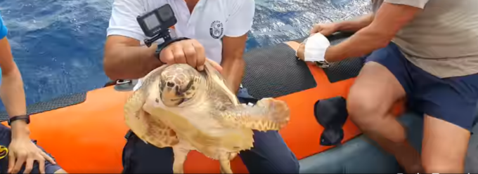 Dall’Acquario di Genova al mare aperto: rilasciata la tartaruga Nena dopo oltre un anno