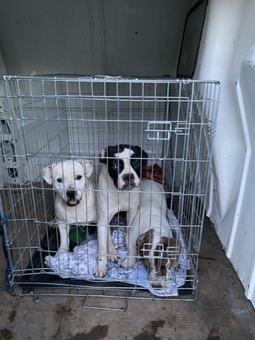 La carica dei 65 al rifugio Cascina Rosa di Alessandria