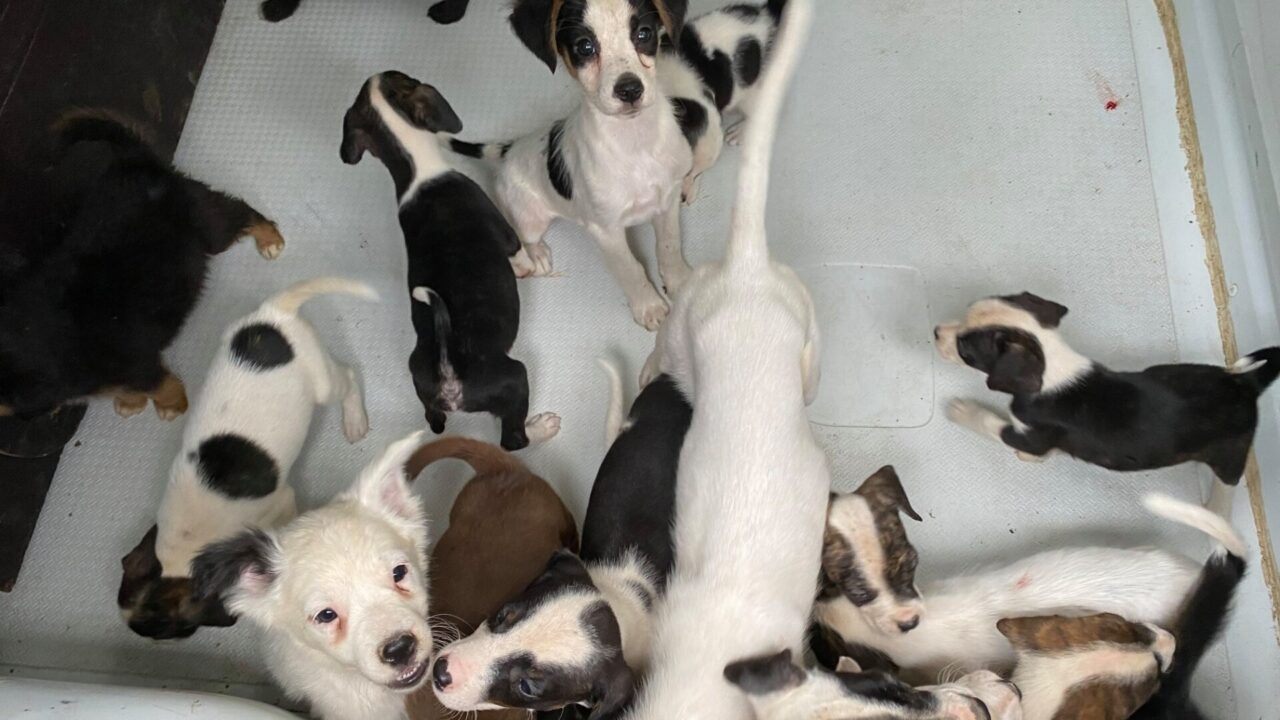 65 poveri cagnolini tenuti in cattive condizioni in una cascina a Bassignana