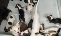 65 poveri cagnolini tenuti in cattive condizioni in una cascina a Bassignana