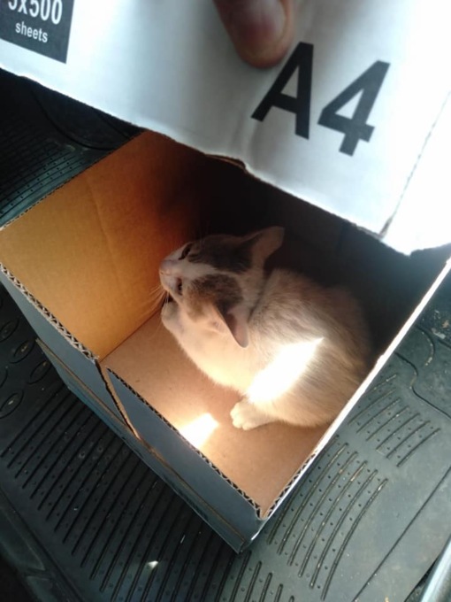 Alessandria, gatto incastrato nel vano motore di un’auto salvato da un Ispettore ambientale