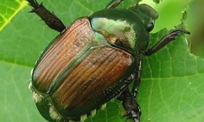 Segnalata la presenza della vorace popillia japonica ad Alzano Scrivia