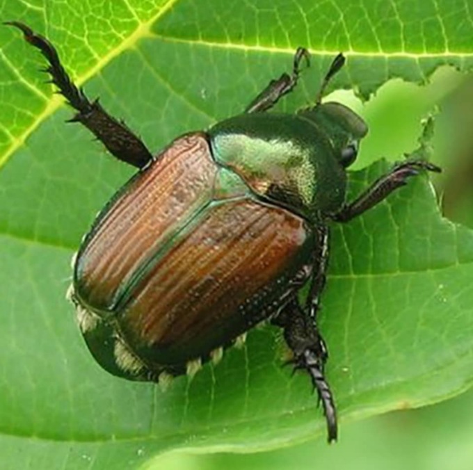 Segnalata la presenza della vorace popillia japonica ad Alzano Scrivia