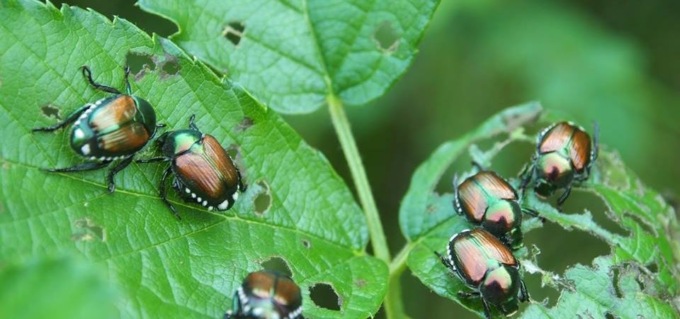 La Popillia minaccia coltivazioni del Piemonte, l’appello di Confagricoltura