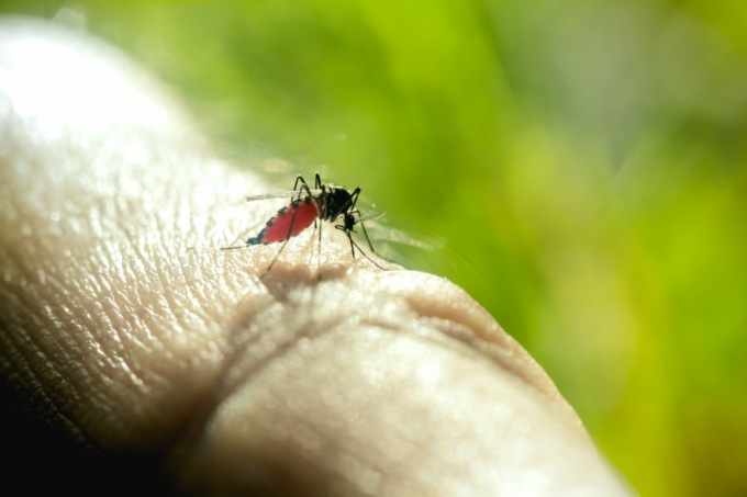 I gusti delle zanzare: perché pungono alcuni sì e altri no