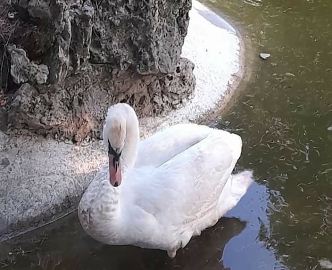 Morto cigno Lola del parco Villa Gabrieli a Ovada, Fondazione Cigno Onlus: “Per stupida irresponsabilità”