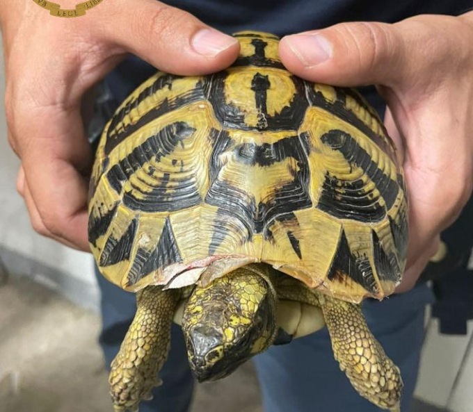 Genova: ubriaco maltratta una tartaruga, denunciato