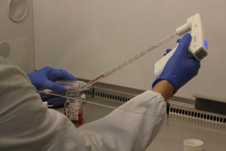 Coronavirus, Piemonte: 1.151 nuovi positivi e nessun decesso