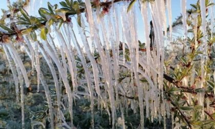 Gelate di aprile, ufficializzato lo stato di calamità per le aziende agricole