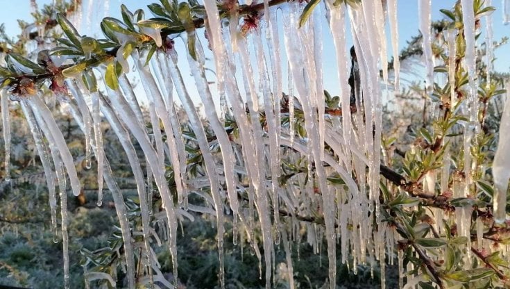 Gelate di aprile, ufficializzato lo stato di calamità per le aziende agricole