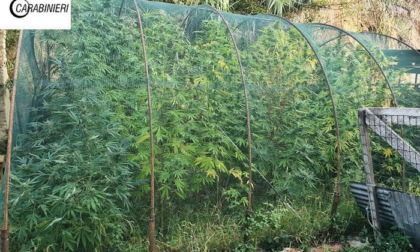 Asti, Carabinieri arrestano 48enne per serra di marijuana