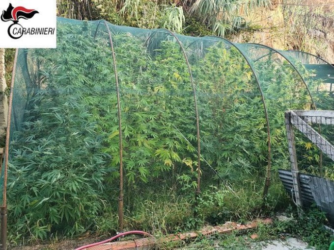Asti, Carabinieri arrestano 48enne per serra di marijuana