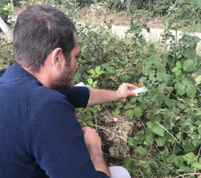 Iniziati in Piemonte i primi rilasci del parassitoide Ganaspis brasiliensis