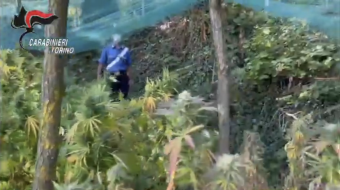 Torino: scoperte 2 piantagioni di cannabis, 4 arresti