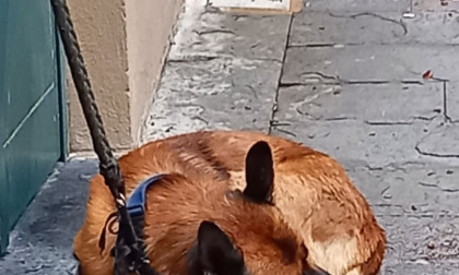 Genova: salvato e posto sotto sequestro penale un cane vittima di maltrattamenti