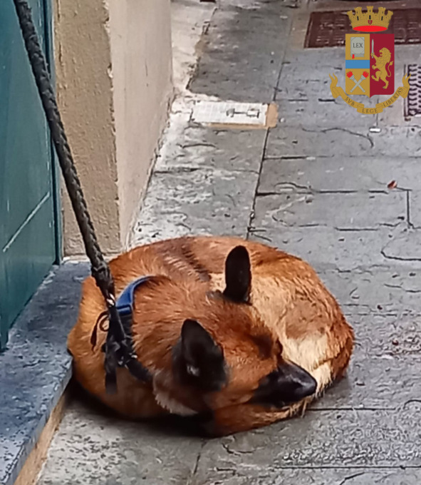 Genova: salvato e posto sotto sequestro penale un cane vittima di maltrattamenti