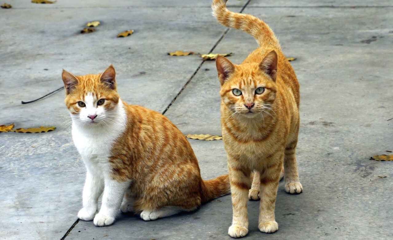 Si cercano tutor per colonie feline