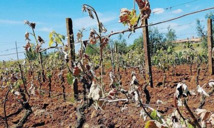 Terreni sempre più aridi: è emergenza siccità in tutto l'Alessandrino