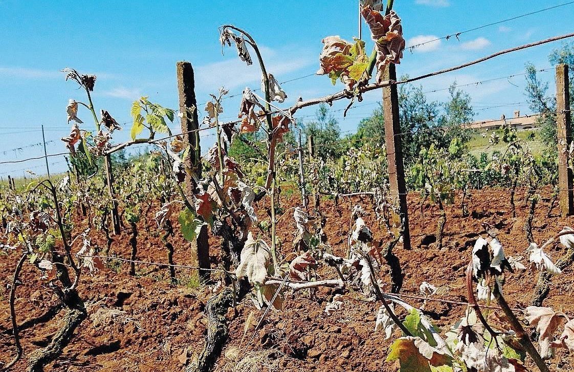Terreni sempre più aridi: è emergenza siccità in tutto l’Alessandrino